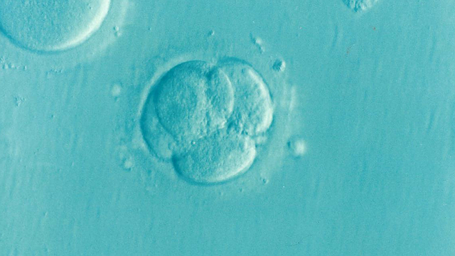 Embryo buňky