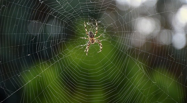 pavouk na pavučině