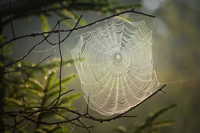 pavučina v přírodě