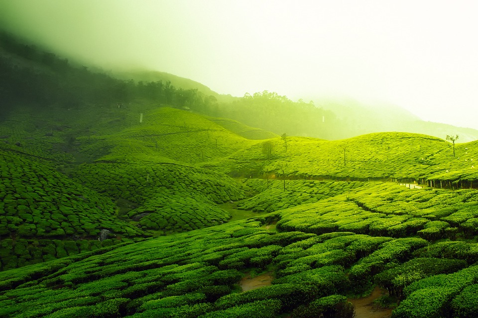Zelené čajové plantáže. 